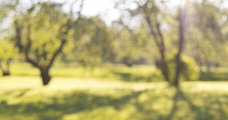 Outdoor blurred background of aplle garden on a summer day