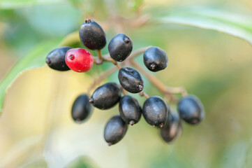 Fire Bush (Hamelia patens) berries in bunch on plant