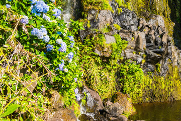 Flowers at waterfall of Poco do Bacalhau near Faja Grande village on coast of Flores island, Portugal