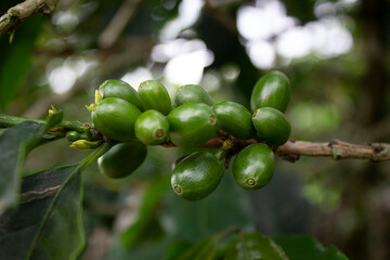 Coffee Tree with Green Coffee Beans in Colombia's Coffee Region