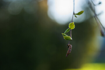 closeup of first spring earrings and leaves on birch tree