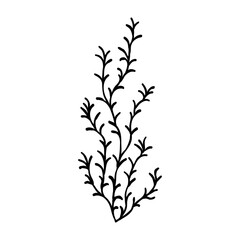 Underwater sea weed, laminaria spirulina seaweed sketch icon.