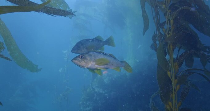  Pair of yellowtail rockfish in kelp.