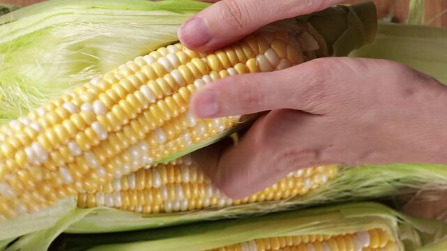 hands peel corn from husks top view food cooking