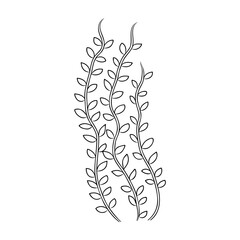 Underwater sea weed, laminaria spirulina seaweed sketch icon.