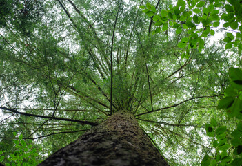 tall tree Pseudotsuga menziesli (known as Douglas-fir, Douglas spruce, Oregon pine, Columbian pine...