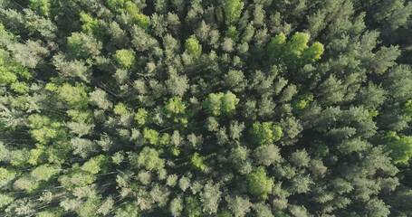 Aerial top view descent over mixed forest on a sunny summer day