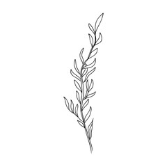 Underwater sea weed, laminaria spirulina seaweed sketch icon.