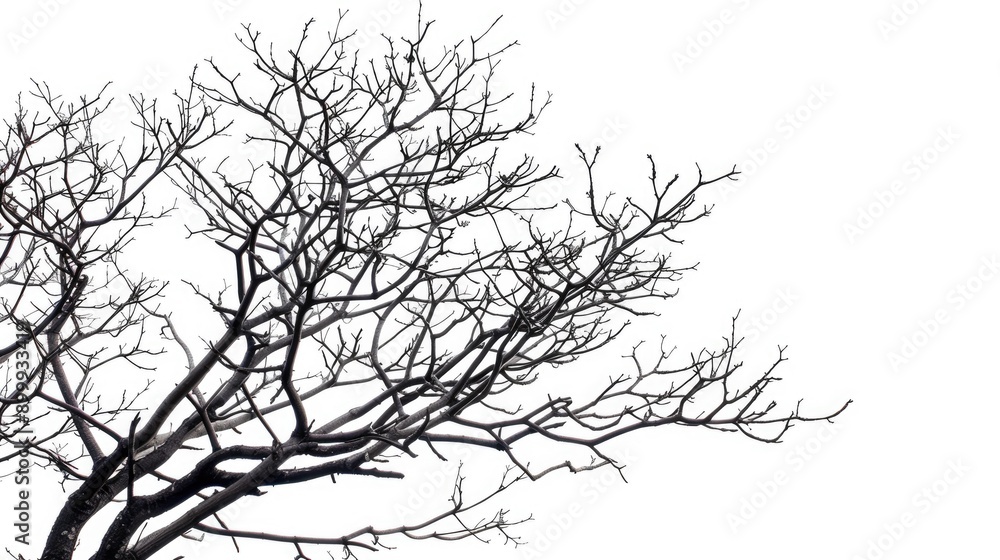 Poster Silhouetted dry tree twigs on white background with clipping path cutout for wallpaper or design