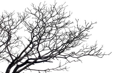 Silhouetted dry tree twigs on white background with clipping path cutout for wallpaper or design