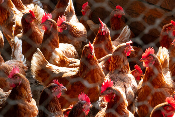 Free-Range Laying Hens in a Farm Enclosure with Wire Mesh