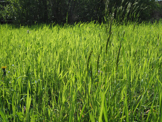 grass blades background selective focus