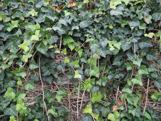 ivy plant background