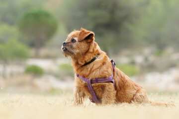 Retrato de la perrita Nami con bonito bokeh en día de nubes sobre el parque natural Sierra de Mariola, Alcoy, España