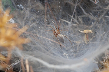 Araña Agelena sobre la tela de araña esperando una presa, Alcoy, España