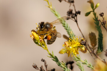 Abeja apis mellifera en flor de arbusto enano Hypericum ericoides, Alcoy, España