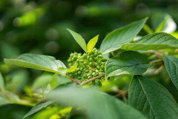 Green dendropanax morbiferus fruits cluster close-up photo of a small green fruit cluster of the...