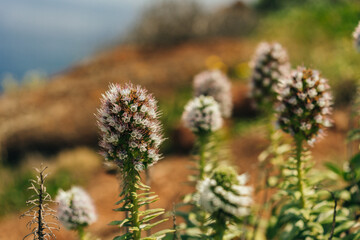 Eryngium gigantheum plant in madeira, portugal