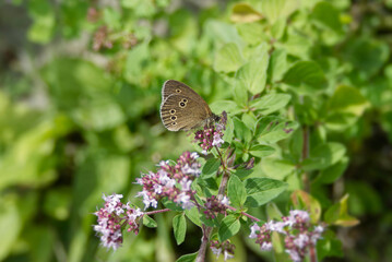 Ringlet (Aphantopus hyperantus) butterfly sitting on a pink flower in Zurich, Switzerland