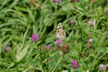 Painted Lady (Vanessa Cardui) Butterfly perched on pink flower in Zurich, Switzerland
