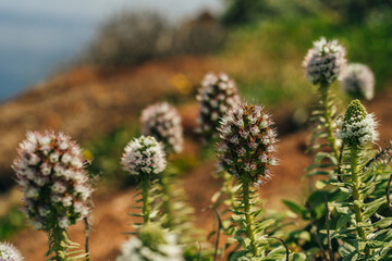 Eryngium gigantheum plant in madeira, portugal
