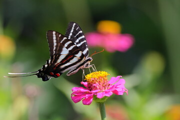 Black and white swallow-tailed butterfly on pink zinnia flower. 