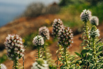 Eryngium gigantheum plant in madeira, portugal