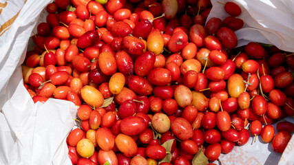 Organic cranberry fruit (cranberry, cranberry) found in human hands