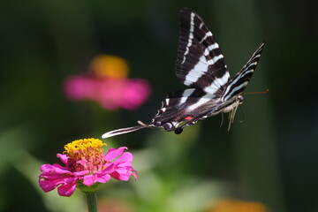 Black and white swallow-tailed butterfly on pink zinnia flower. 