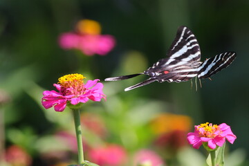 Black and white swallow-tailed butterfly on pink zinnia flower. 