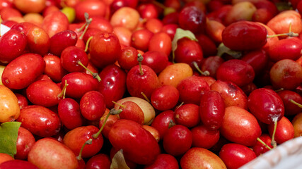 Organic cranberry fruit (cranberry, cranberry) found in human hands