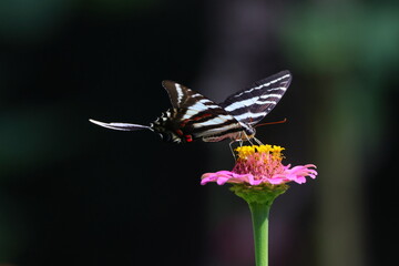 Naklejka premium Black and white swallow-tailed butterfly on pink zinnia flower. 