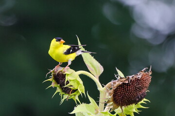 Yellow and black bird gold finch on sunflower