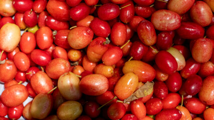 Organic cranberry fruit (cranberry, cranberry) found in human hands