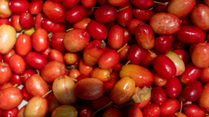 Organic cranberry fruit (cranberry, cranberry) found in human hands