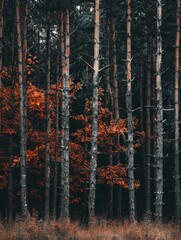 In the forest, there is an orange and green pine tree in autumn with many red leaves on it