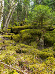 Naturbelassener Wald