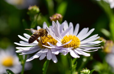 Obraz premium Biene auf einer Kleinblütigen Aster 