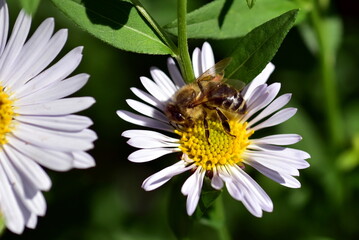 Biene auf einer Kleinblütigen Aster 