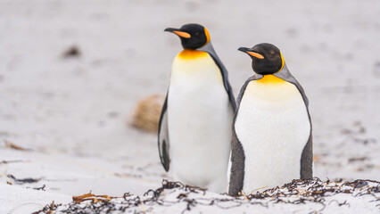 Fototapeta premium Cute King Penguin Pair Stand on Beach Bodies Facing Us, Heads Facing Left. On Beach in Falkland Islands Family Adorable Penguins