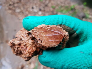 Fossil leaf imprint on travertine found in a stream, field photo