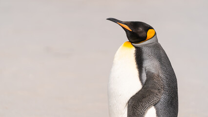 Cute King Penguin Sleeps Standing Up Close Up Standing on Right Side of the Frame Bright Sunny Day on Beach in the Falkland Islands