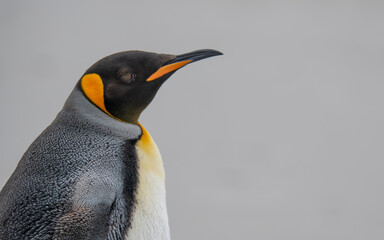 Beautiful Animal Wildlife Portrait Photography King Penguin Close Up Antarctica Detailed Features. White, Black, and Orange Feathers Sunny Day
