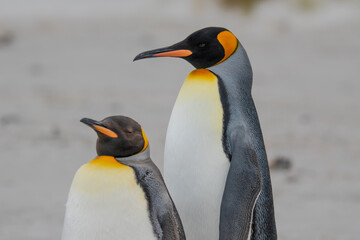 Naklejka premium Pair of King Penguins on Beach Close Up. Shallow Depth of Field Antarctica Falkland Islands Gypsy Cove