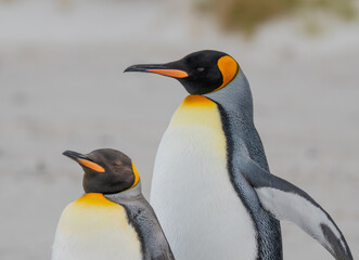Fototapeta premium Adorable Pair of King Penguins. One Opens Wings. They Stand on Beach Shallow Depth of Field Wildlife Bright Sunny Day