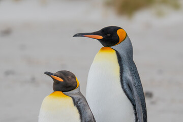 Adorable Pair of King Penguins Stand on Falkland Islands Beach Shallow Depth of Field Wildlife Bright Sunny Day