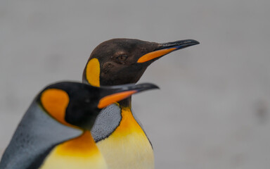 Cinematic Pair of King Penguins Tight Close Up Shallow Depth of Field. Faces Look Off to the Right. Blurred Background on Beach. Animal Love Family