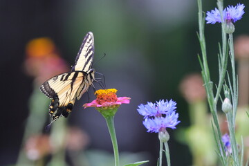 Buterfly on flower