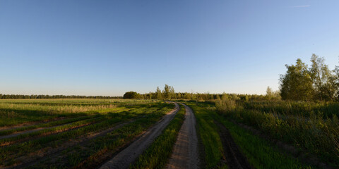 Fototapeta premium A summer walk through the forest, a beautiful panorama.