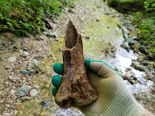 Ancient weapon made from sharpened bone of a large animal, archaeological artifact found in a...